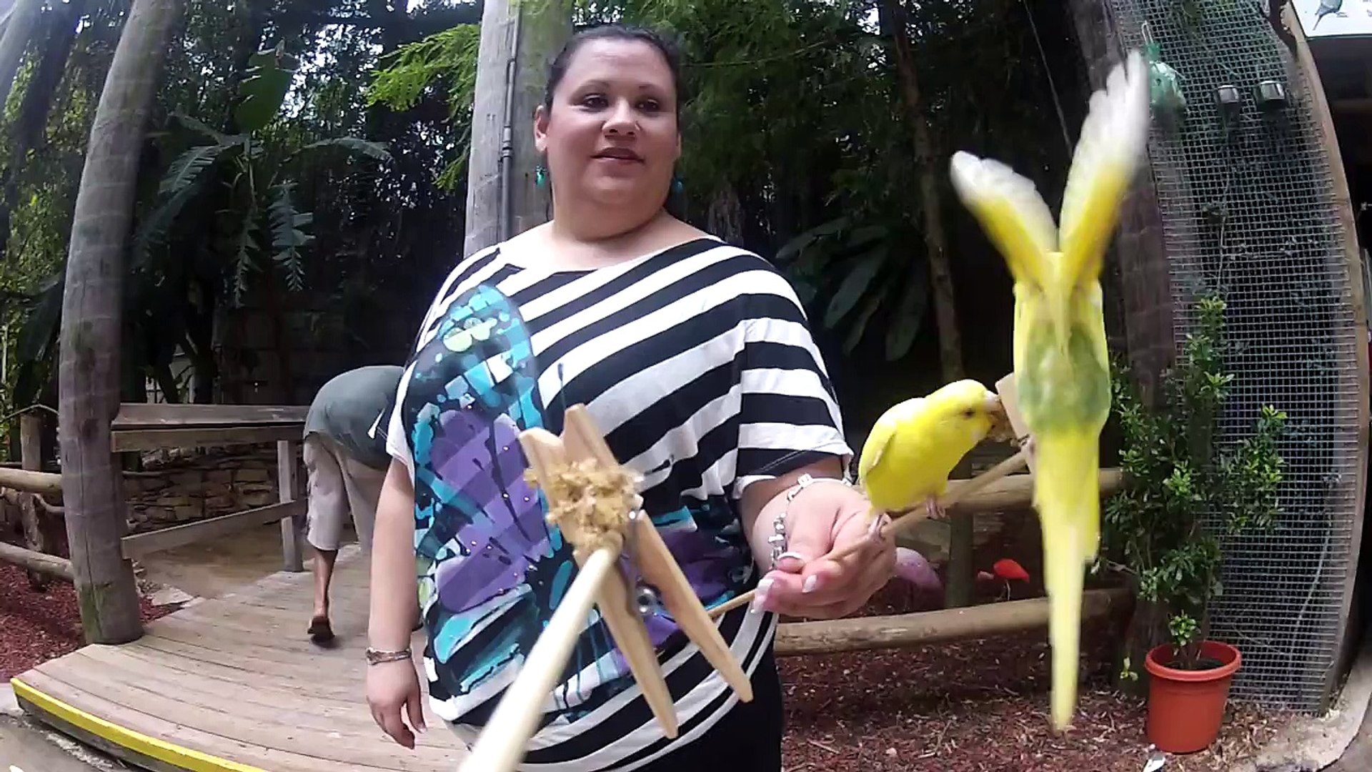 ⁣Parakeet Feeding StickCam GoPro Hero 2