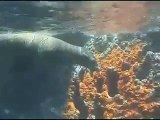 Galapagos Sea Lions - OceanicDreams
