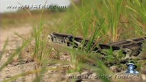 Python Crossing Dirt Road 03 - Dangerous Animals in Florida