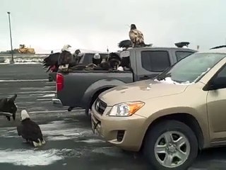 Bald Eagles swarm the bed of a pickup truck full of fish