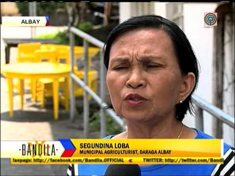 P1B worth of crops destroyed by severe heat