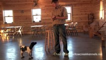 Puppy Training Basics - Whoa Training Using Positive Reinforcement