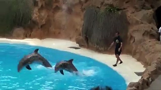 swimming with Dolphins .... dolphins funny and interesting show..