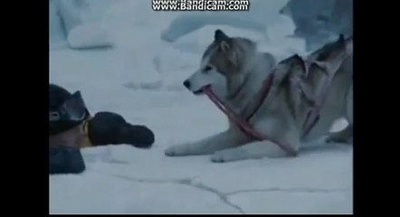Eight Below ~ Homeward Bound Ending ~