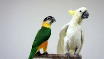 ぐぴ～＆ジャッキーの雨宿り？ Yellow-crested cockatoo & Black-headed Caique