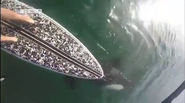 En paddle il rencontre une orque sauvage en Nouvelle-Zélande