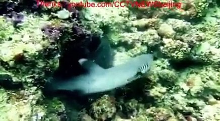 Nasip olmayınca ne yapsan boş... İşte bunun canlı örneği :)