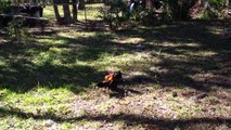 LONGEST ROOSTER FIGHT EVER!!!!(Old English Game Bantams)