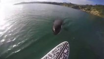 Un orque très curieux nage à coté d'un paddleboardeur! Magique mais flippant!