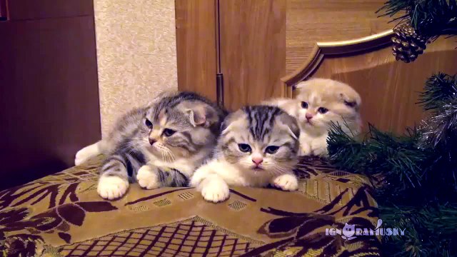 Contagious Yawning - So cute Kittens