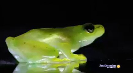 SubhanAllah...Öyle güzel yaratılmış ki... İçini görebiliyorsunuz.