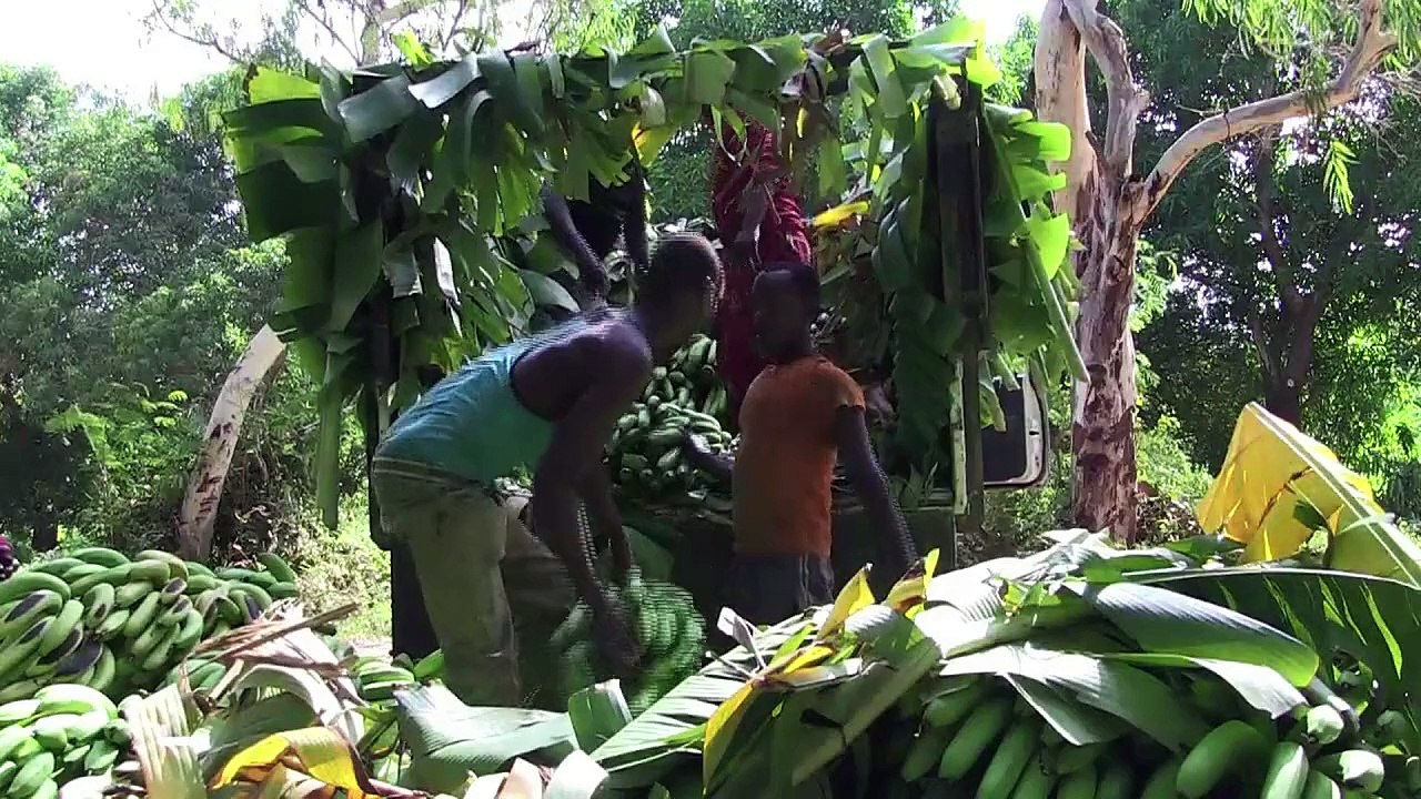 Somalias bananenproduktion boomt