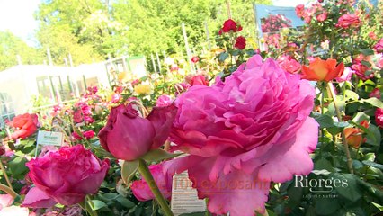 Riorges - Fête des Fleurs 2015