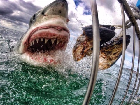 Les 20 images les plus incroyables prisent à la GoPro - Compilation photo