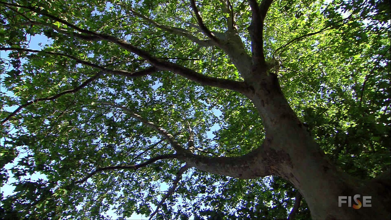 Highlight Wakeboard - FISE World Montpellier 2015