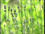 Lavendel | Pflanzliche Heilmittel