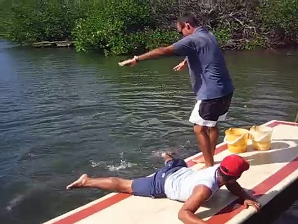 Dolphin sexual