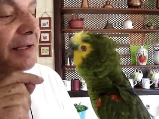 papagaio falando palavrão