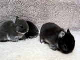 Netherland Dwarfs 2 Weeks Cute & Fluffy Bunny Rabbits