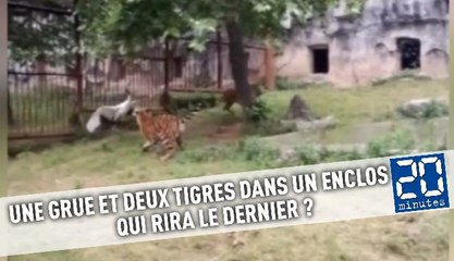 Une grue tient en respect deux tigres