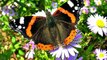Butterflies best in the world, different types - Mariposas mejores en el mundo, diferentes tipos