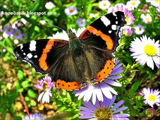 Butterflies best in the world, different types - Mariposas mejores en el mundo, diferentes tipos