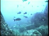 Galapagos - Diving with hammerheads and sealions