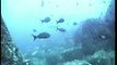 Galapagos - Diving with hammerheads and sealions