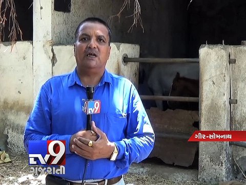 Welfare of horses in danger, operator of stables face eviction - Tv9 Gujarati