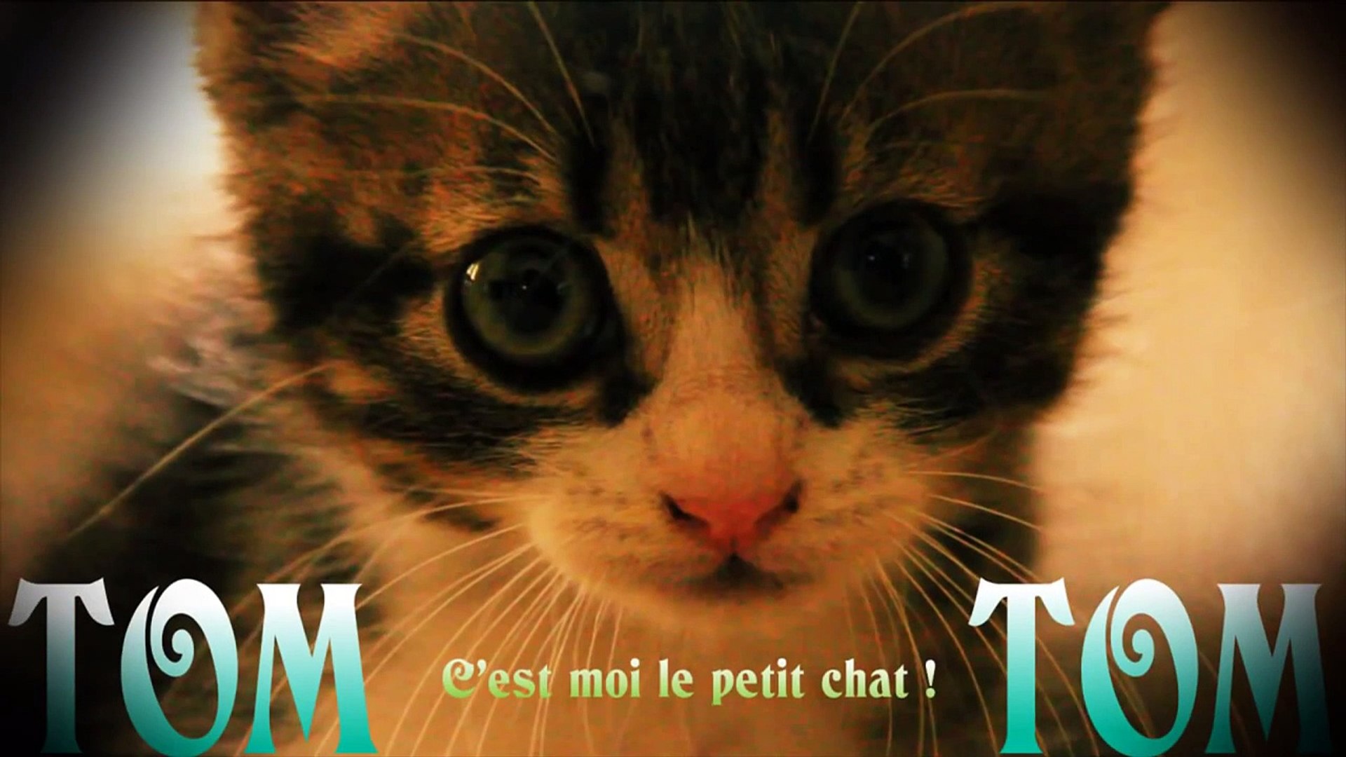 Tom Tom Petit Chat Bonjour Tout Le Monde Video Dailymotion