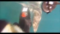 Zıpkıncıya Saldıran Köpek Balığı