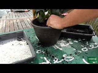 Rempotage d'une plante