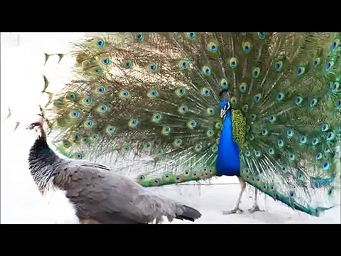 Early Display by Peacocks