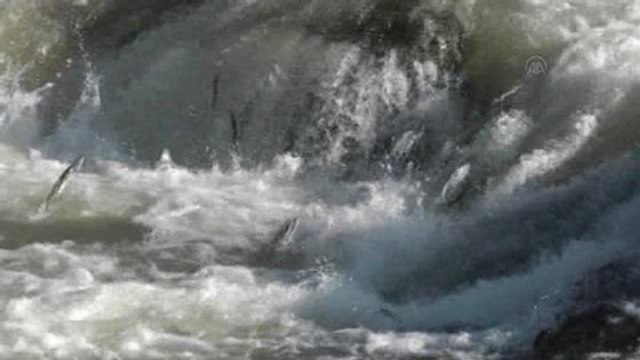 Balıklara Davul-zurnalı Karşılama