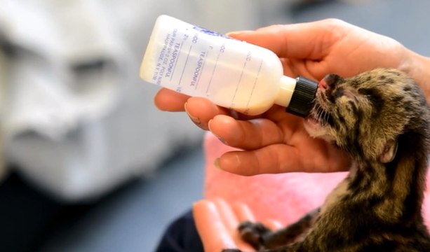 Quatre bébés panthères nébuleuses sont nés au zoo de Seattle.