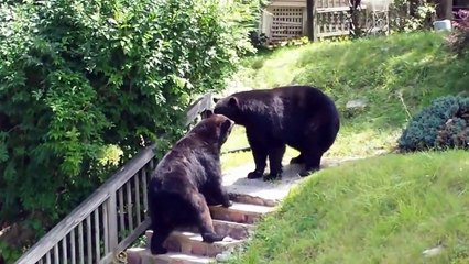 2 Huge Bears Fighting On Street - Video Dailymotion(1)
