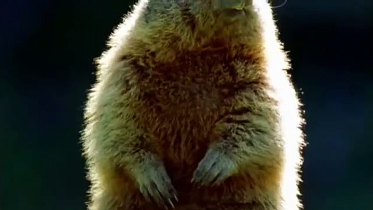 Marmot Chipmunk Alan