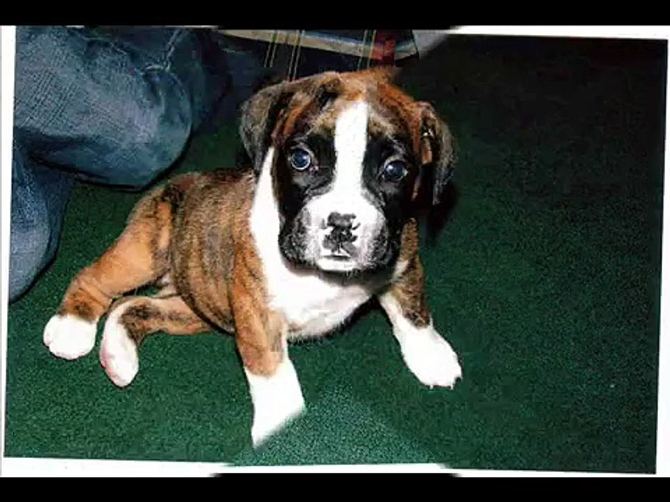 Roxy