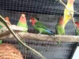 LOVEBIRDS SINGING