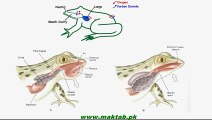 FSc Biology Book1, CH 13, LEC 6; Respiration in Frog