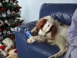 NOT the spirit of Christmas! (Irish Setter and red and white setter)