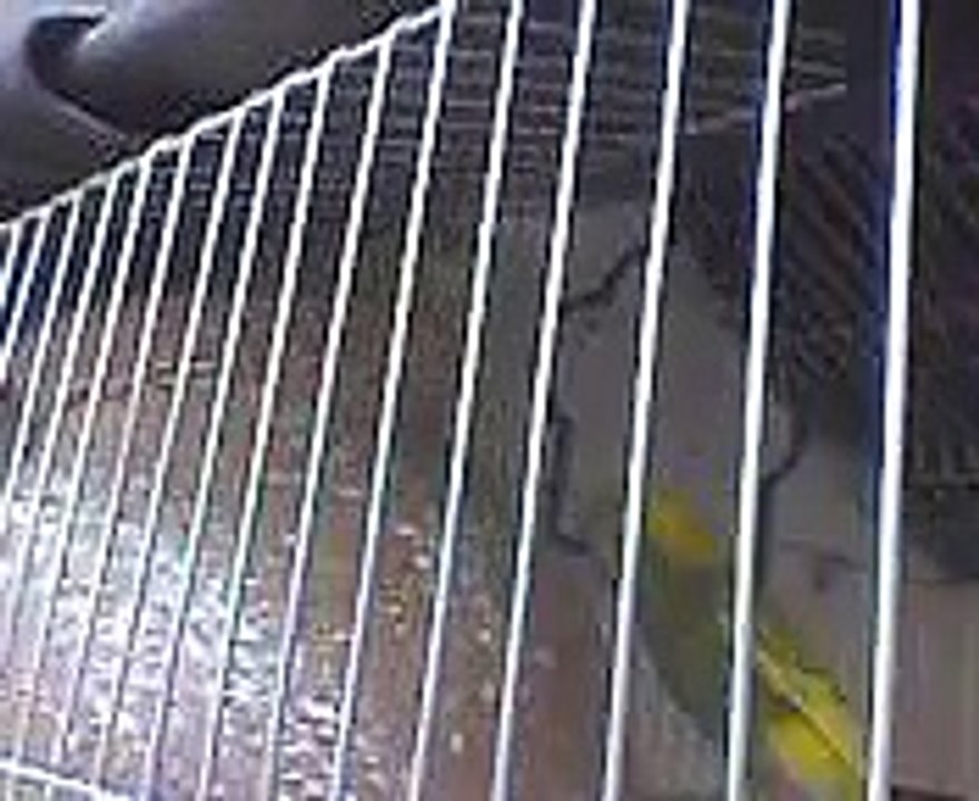 Australian Parrots - Budgies Part 2