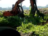 oil palm replanting