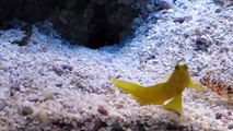 Pistol Shrimp and Goby pair