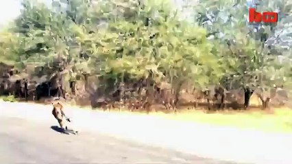Holy Crap  Cheetah Chases An Impala Into A Tourist s Car  Pretty Wild Footage