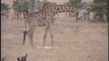 Giraffe kills lion by revenge of her cub death!