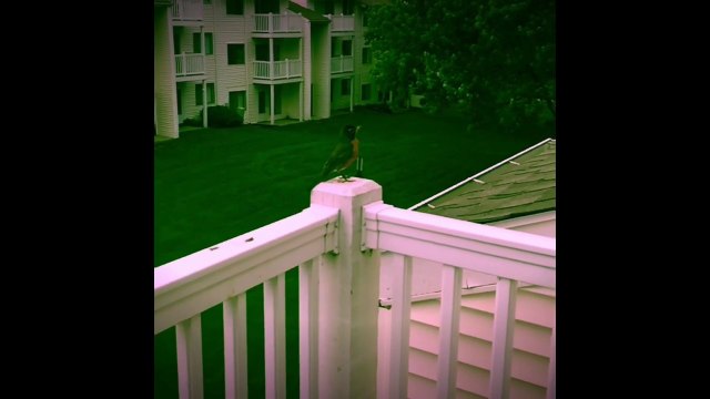 Bird singing in slow motion sounds like dinosaur!