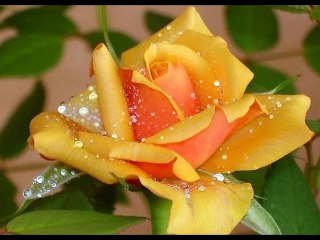 Neoton Familia - Búcsú