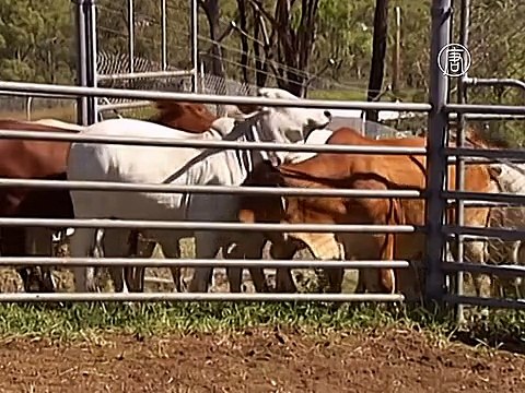 Учёные изучают социальную жизнь коров, чтобы повысить рождаемость