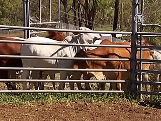 Учёные изучают социальную жизнь коров, чтобы повысить рождаемость